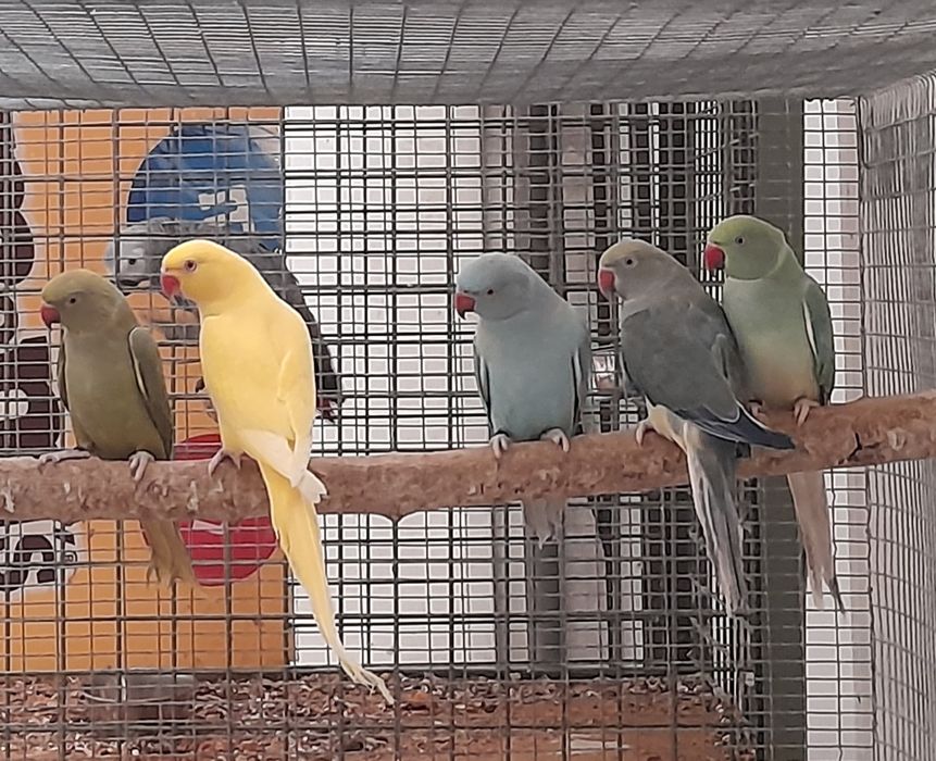 Ring Necks de diversas mutações