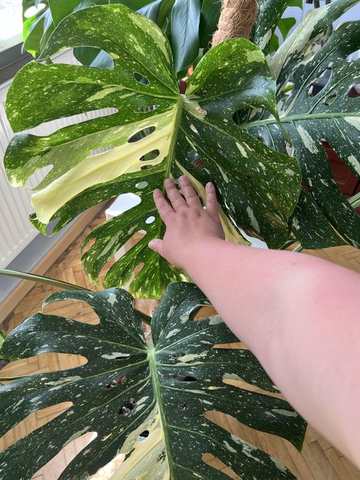 Monstera thai constellation