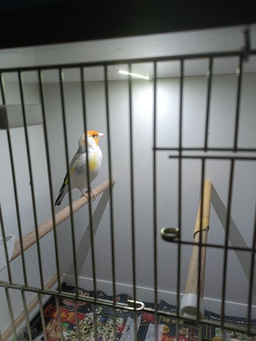 Szczygły syberyjskie. Major