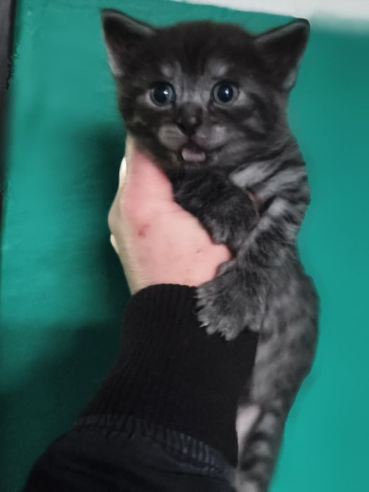 Красивый котёнок, мальчик 1,5 мес.