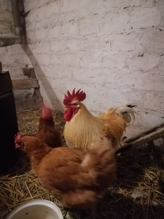 Продам півня породи ломан браун