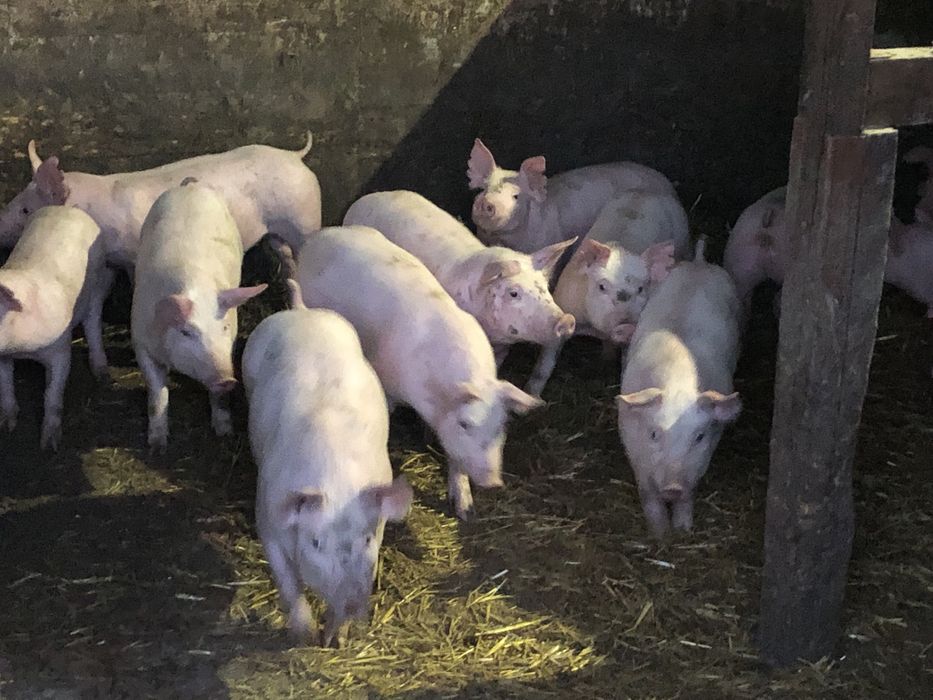 Поросятя  28 днів та 1,5 міс