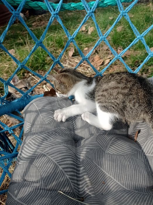 Oddam kociaki w dobre ręce