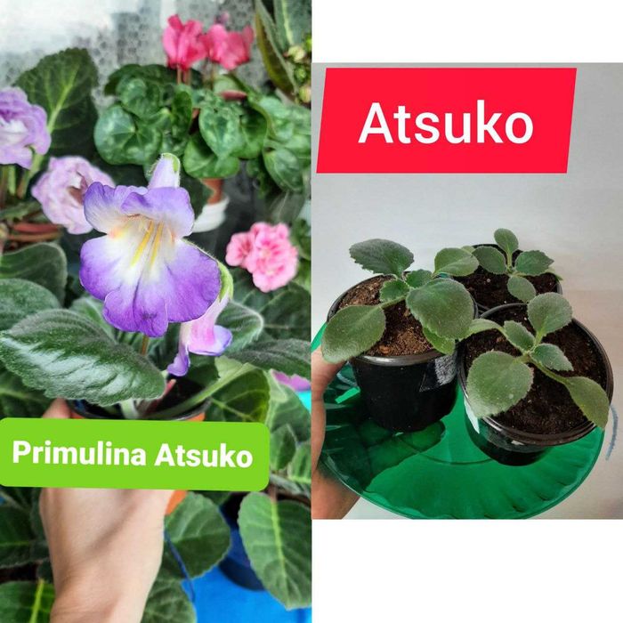 Хириты детки разные сорта