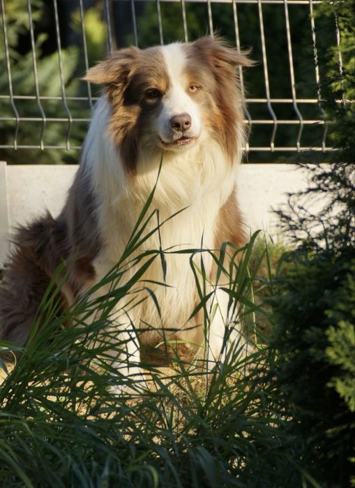 Border Collie Zkwp FCI piekny SHoW piesek. GOTOWY DO ODBIORU
