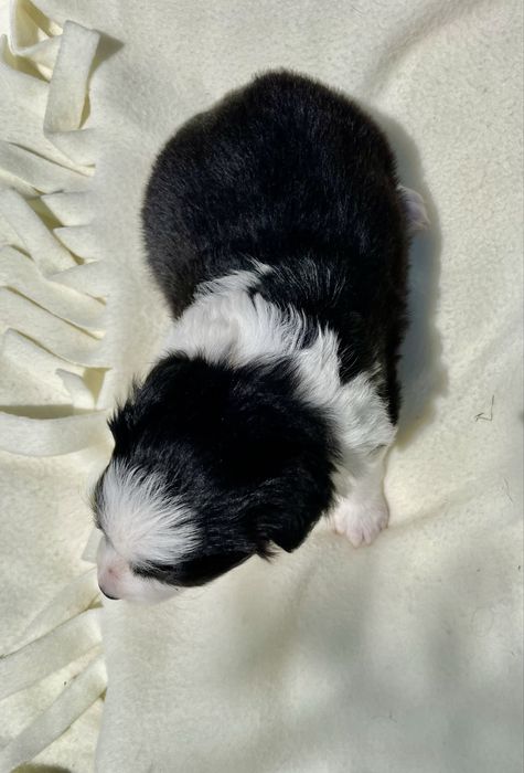 Border collie / szczeniak / rodowód / piesek