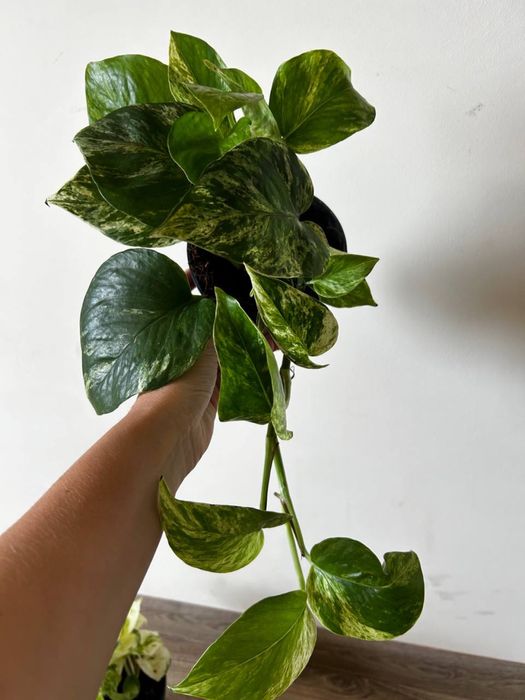 аспарагус драцена спатифіллум сингоніум епіпрнмніум