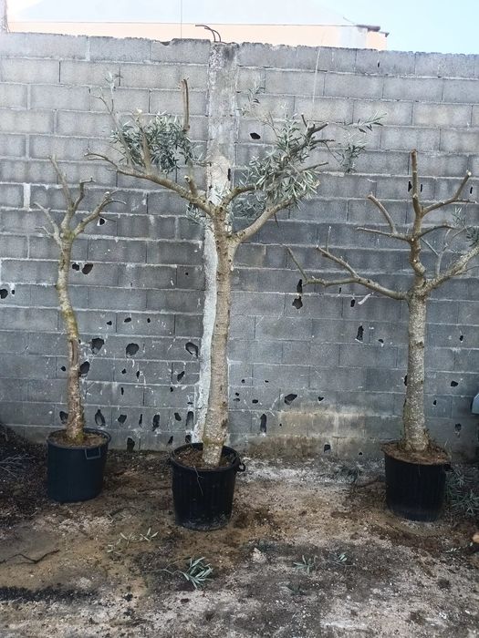 Oliveiras para transplantar ou jardim