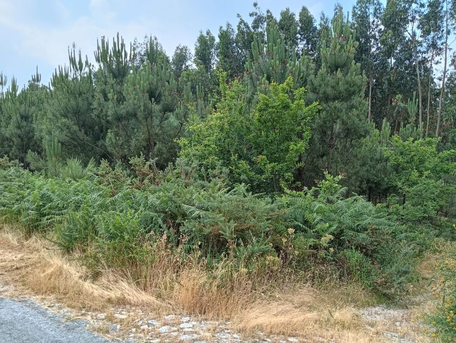 Terreno Rústico com 8.106 m² - Vila Chã do Monte – Torredeita