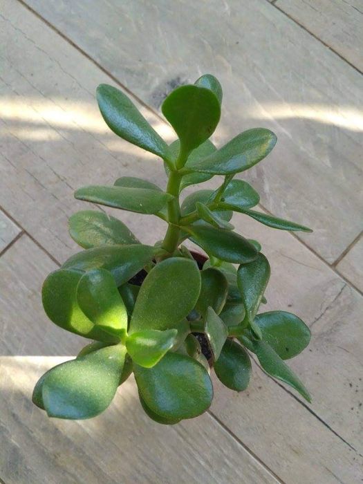 Набор рослин 8 шт.пеларгонія,бегонія,традесканция,піперомія,пілея