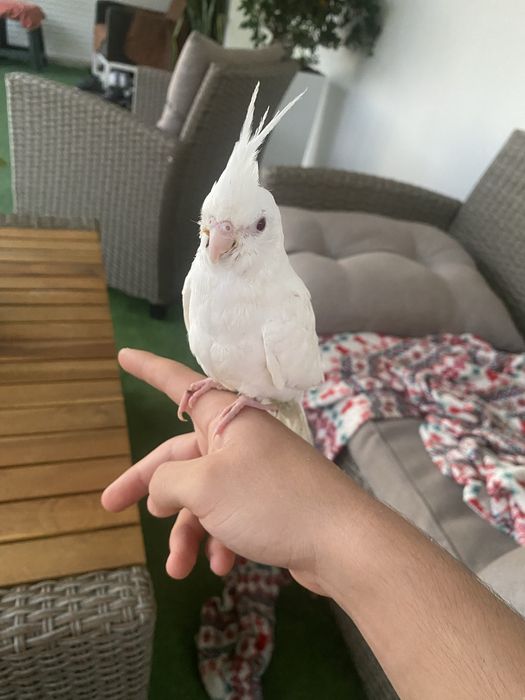 Tenho uma caturra albina domesticada para cerder