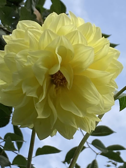 Жоржини георгіни квіти