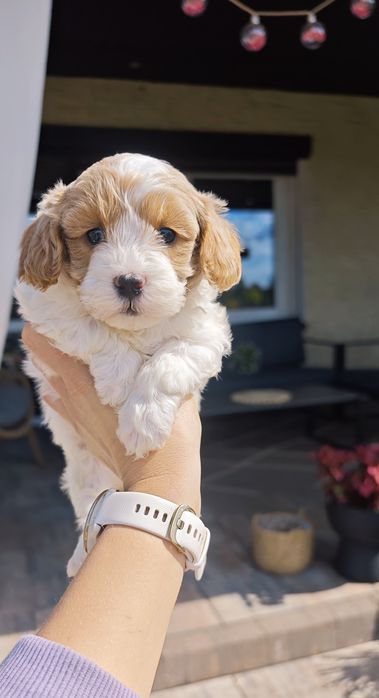 **Cavapoo**cudowny piesek !