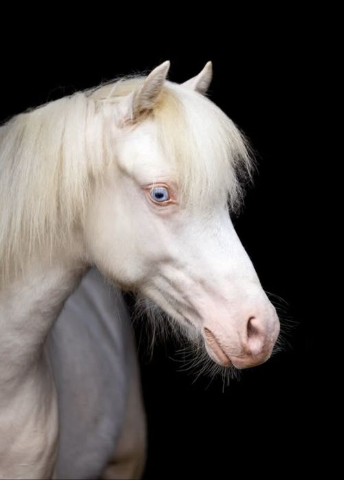 zjawiskowy roczny kuc cremello