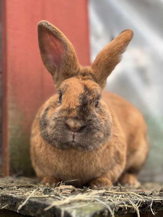 Samiec mieszaniec rex nowozeland