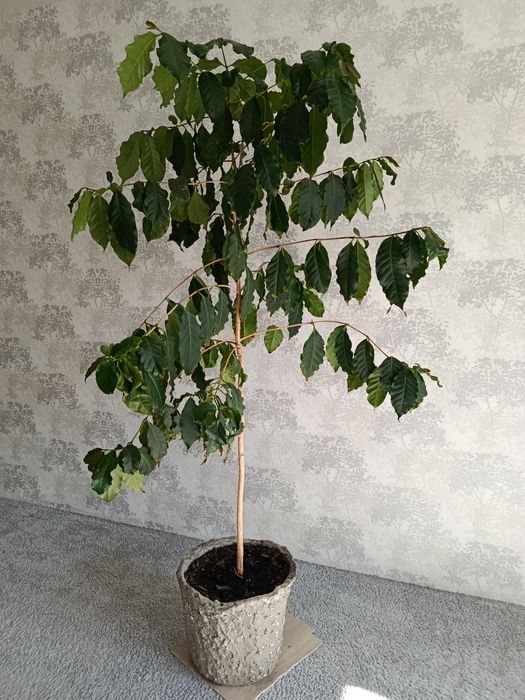 Вазон кавове дерево віком  більше 10 років.років.