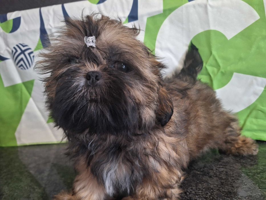 Shih Tzu sunia bez przepukliny