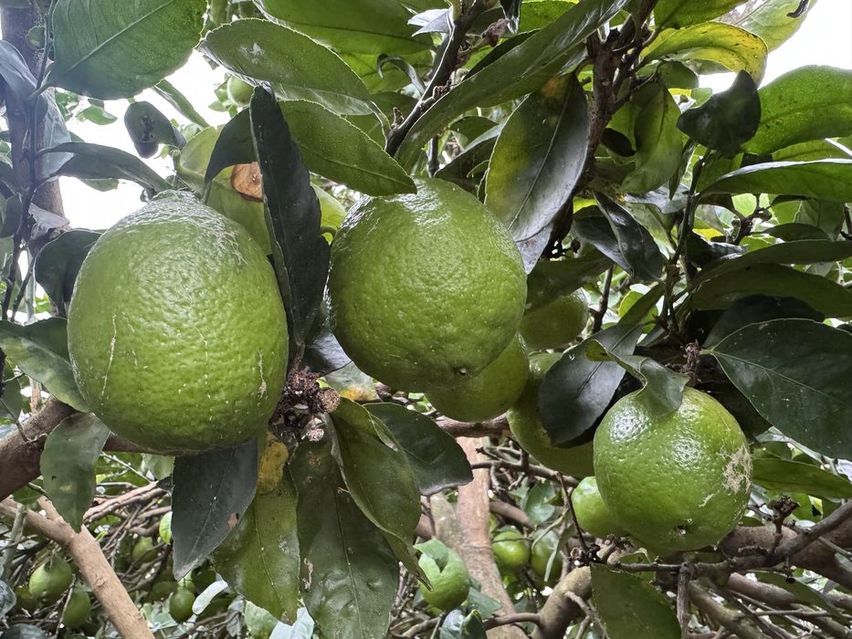 Limas a 2.50€ o kg