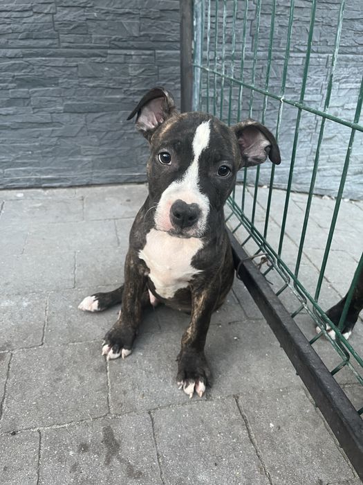 Piesek rasy Amstaff