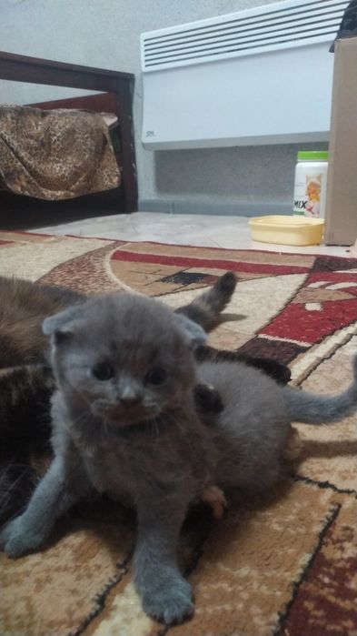 Скоттиш фолд джентльмен