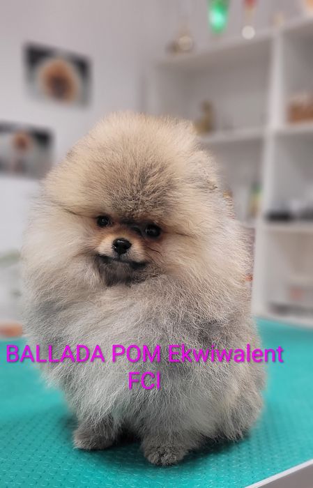 Pomeranian  Szpic miniaturowy  - suczka ZKwP/ FCI