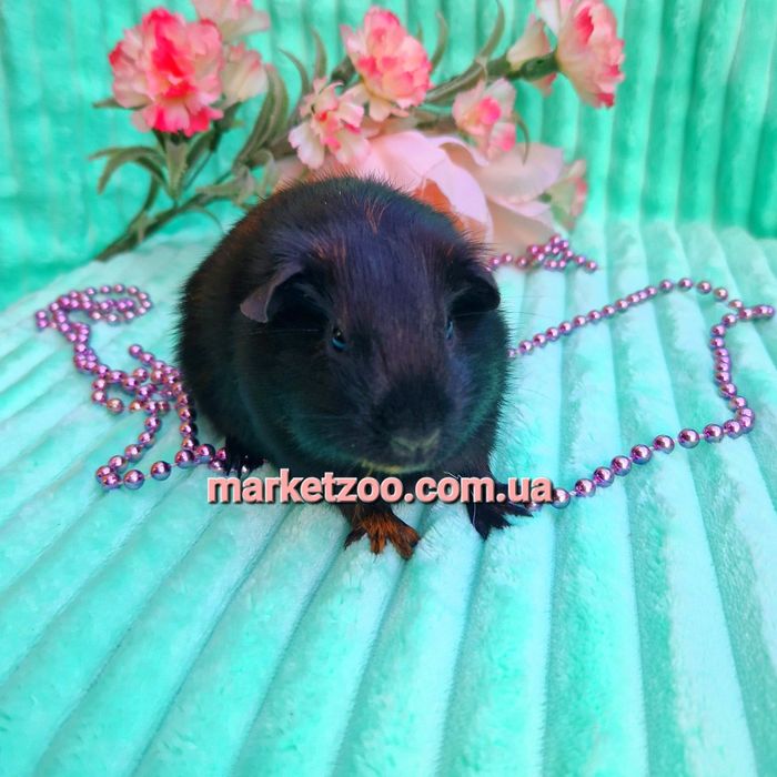 Морская морська,морские морські свинки американська американская висло