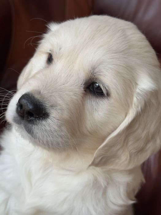 Golden Retriever - szczeniak