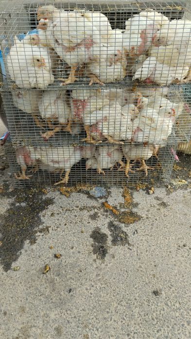 Продаються бройлери коб