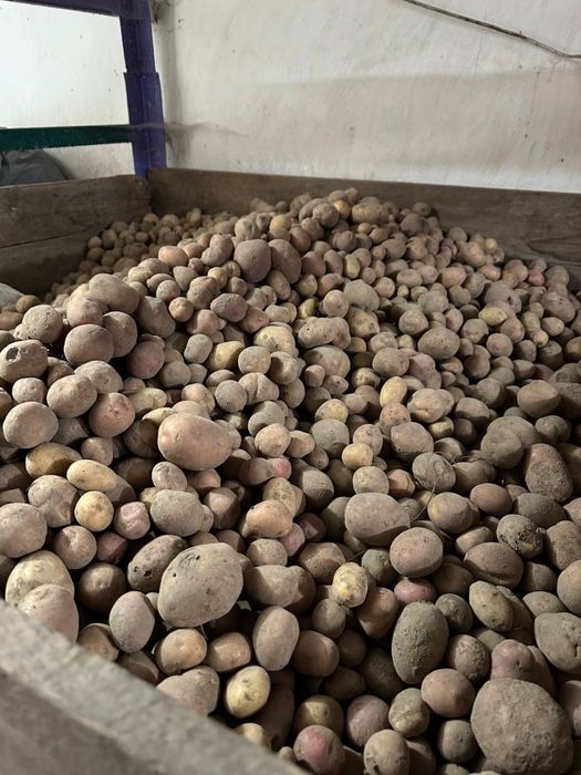 Дрібна картопля для худоби