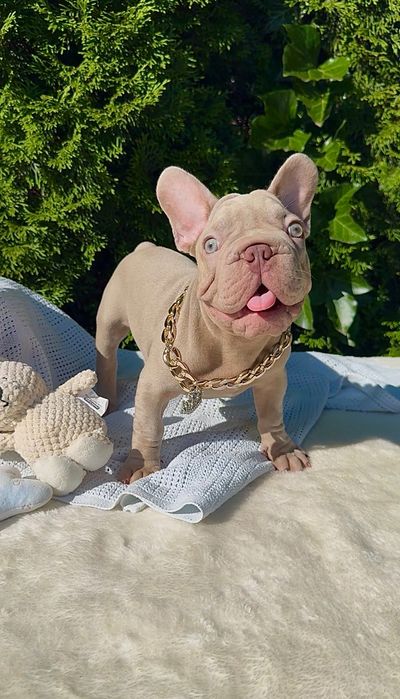 Buldog Francuski chłopak New Shade Isabella Tan