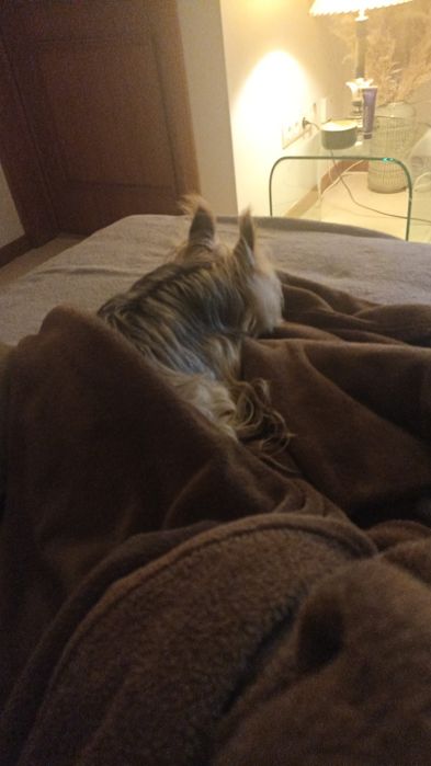 Pet Sitting(Canidelo ,Gaia)