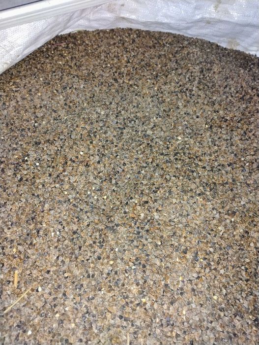 Gryka tatarka ekologiczna