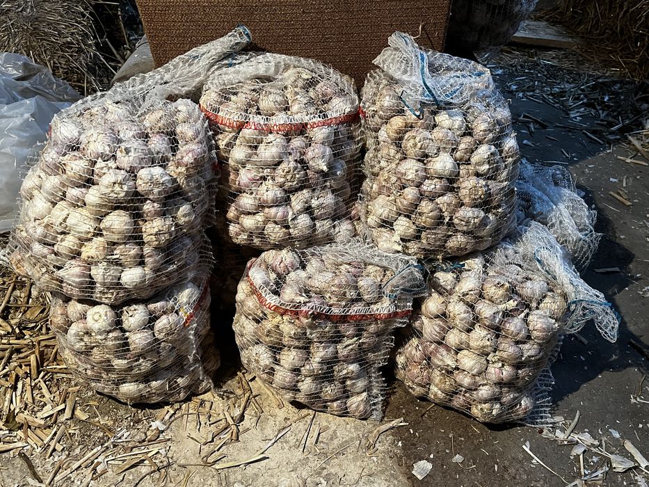 Czosnek harnaś przemysłowy