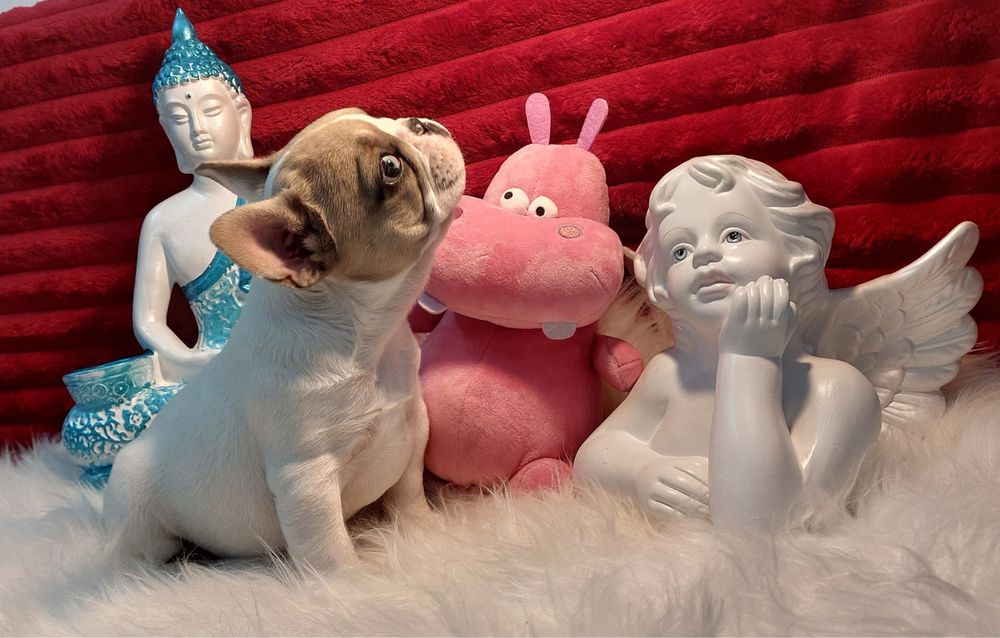 Bulldog frances fawn pied