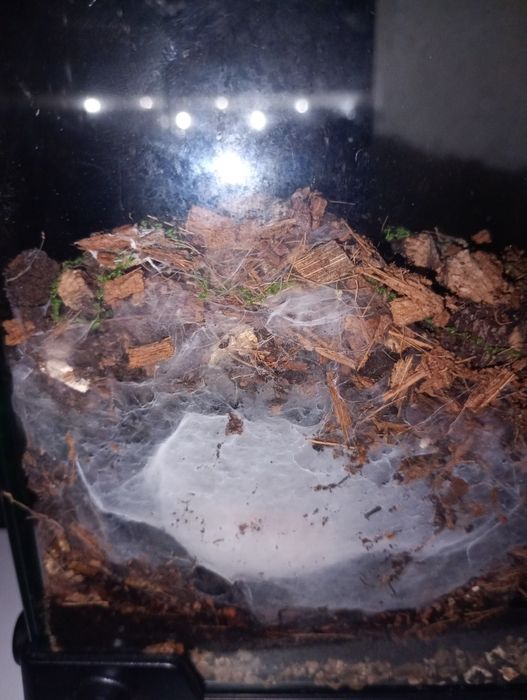 Adult Samiec Dolichothele Diamentinensis