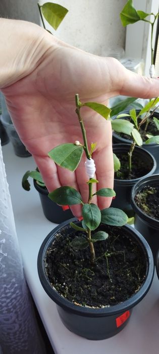 Лаймкват сорт Юстис с бутончиком