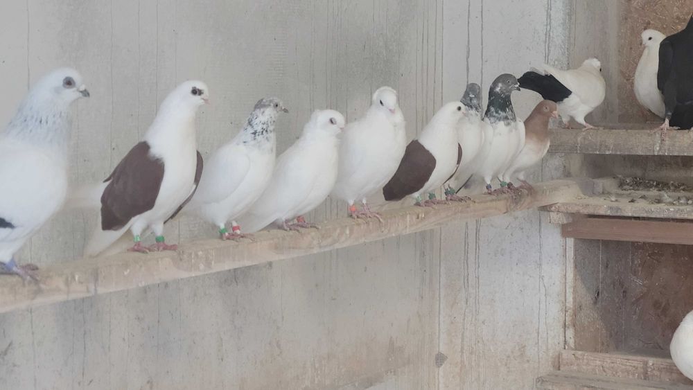 Gołębie Widymy, Buczate itp.