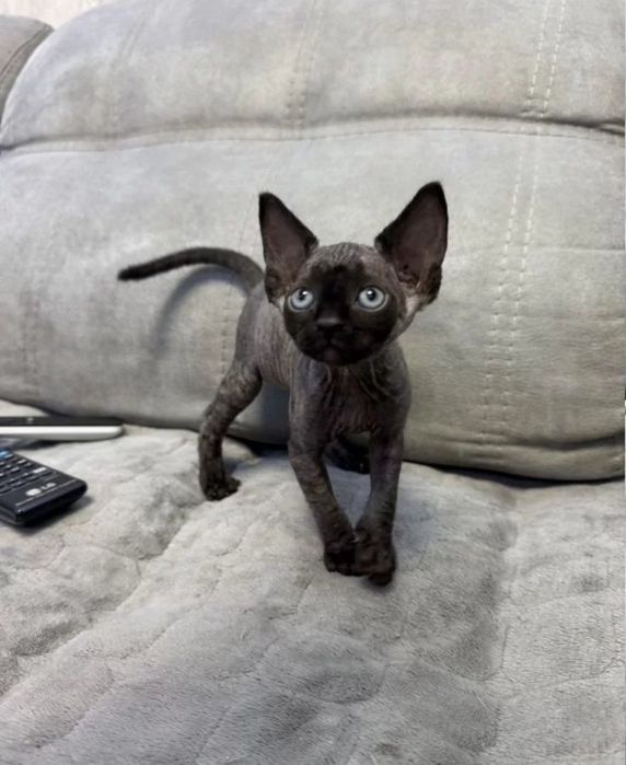 Неймовірні кошенята канадського сфінкса