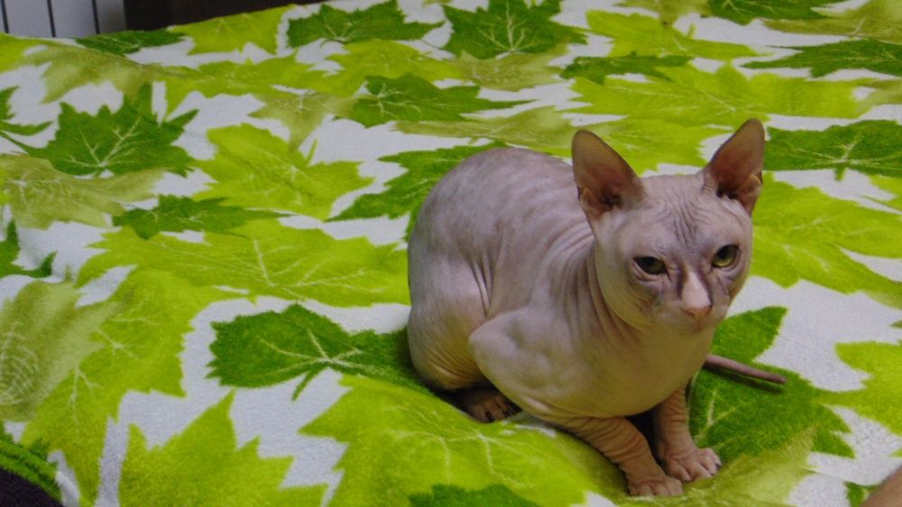 вязка донской сфинкс