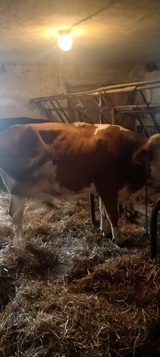 Sprzedam krowe i jałówkę, byczka, ciele