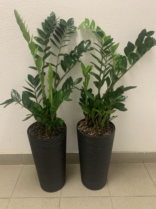 Продам рослини в ресторан, офіс чи готель