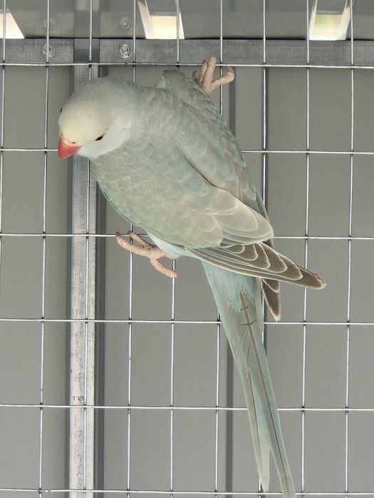 Ringnecks para venda ou troca
