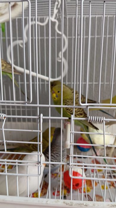 Vendo piriquitos Australianos