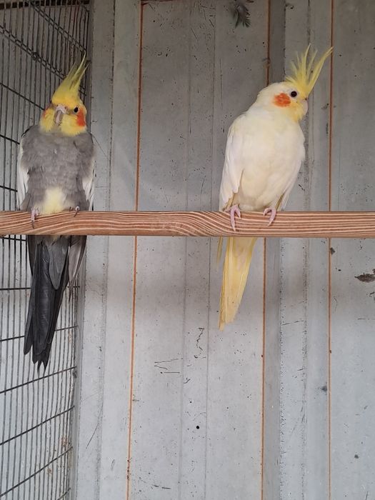 Venda de caturras posso fazer casais