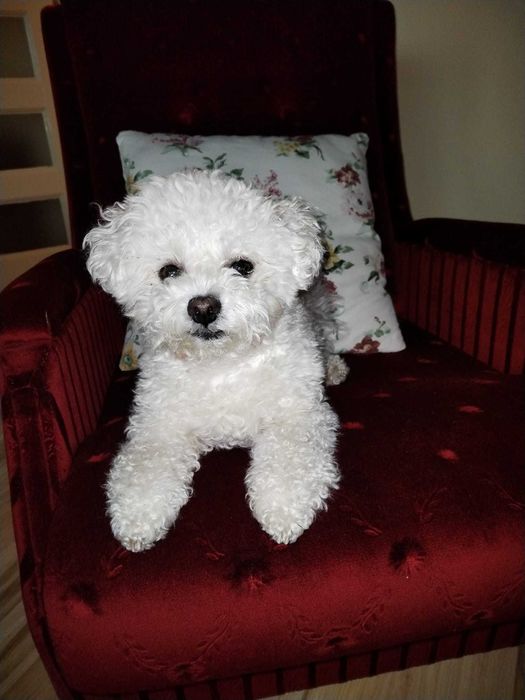 Пропоную Бішон фрізе