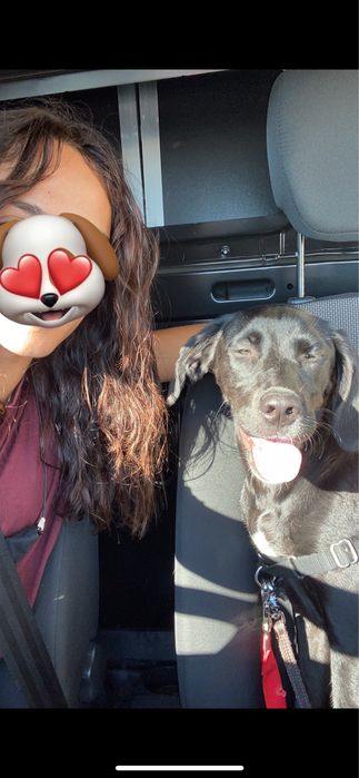 Dog Walking & Pet Sitting ao Domicílio