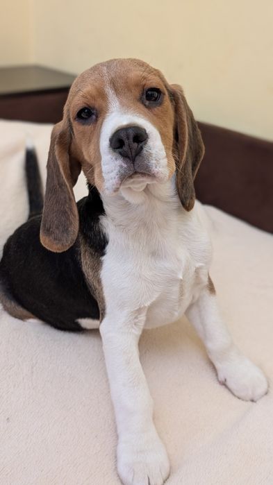 Найкращі біглята!