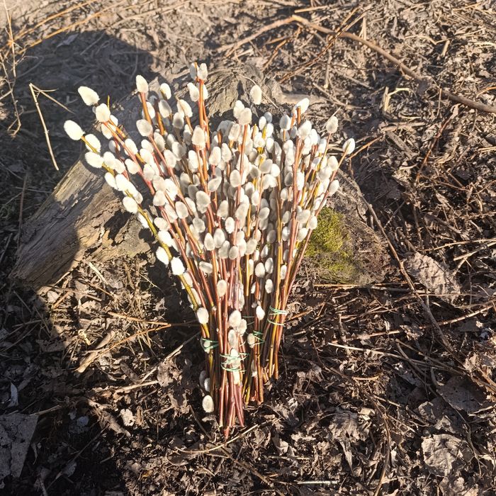 Palma wielkanocna, bazie kotki