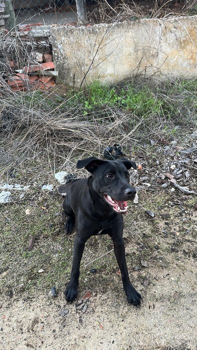 Cadela para Adoção