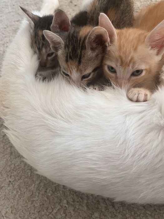 Gatinhos para adopcao